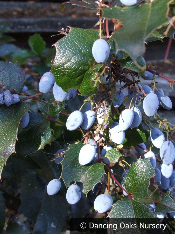 Shrubs ~ Mahonia aquifolium, Oregon Grape ~ Dancing Oaks Nursery and Gardens ~ Retail Nursery ~ Mail Order Nursery