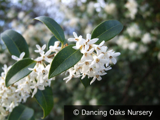 Shrubs ~ Osmanthus  x burkwoodii ~ Dancing Oaks Nursery and Gardens ~ Retail Nursery ~ Mail Order Nursery