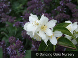 Shrubs ~ Philadelphus laxiflorus, Mock Orange ~ Dancing Oaks Nursery and Gardens ~ Retail Nursery ~ Mail Order Nursery