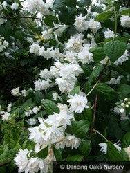 Shrubs ~ Philadelphus x 'Minnesota Snowflake', Mock Orange ~ Dancing Oaks Nursery and Gardens ~ Retail Nursery ~ Mail Order Nursery