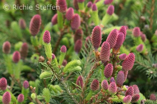 Shrubs ~ Picea abies ' Pusch', Dwarf Norway Spruce ~ Dancing Oaks Nursery and Gardens ~ Retail Nursery ~ Mail Order Nursery