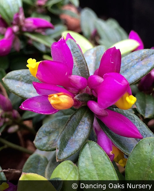 Shrubs ~ Polygala chamaebuxus 'Rhodoptera', Milkwort ~ Dancing Oaks Nursery and Gardens ~ Retail Nursery ~ Mail Order Nursery