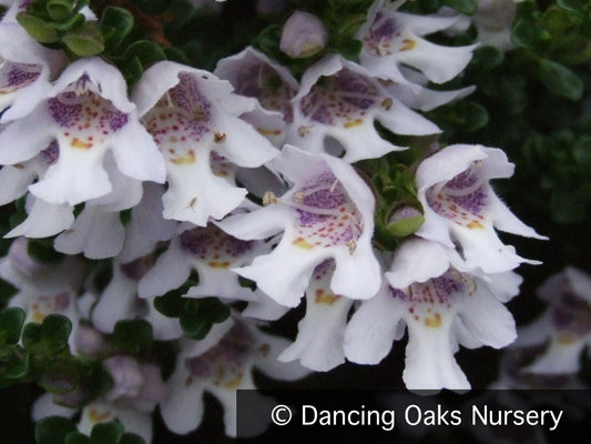 Shrubs ~ Prostanthera cuneata, Alpine Mint Bush ~ Dancing Oaks Nursery and Gardens ~ Retail Nursery ~ Mail Order Nursery