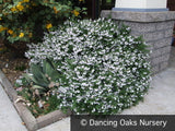 Shrubs ~ Prostanthera cuneata, Alpine Mint Bush ~ Dancing Oaks Nursery and Gardens ~ Retail Nursery ~ Mail Order Nursery