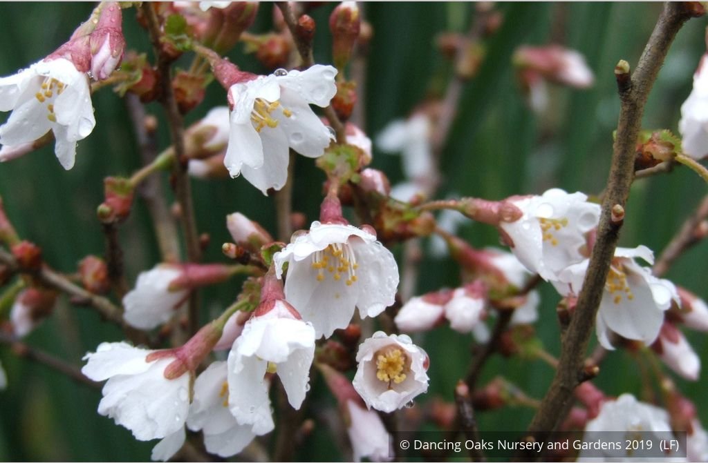 Shrubs ~ Prunus incisa 'Kojou no mai', Dwarf Cherry or Fuji Cherry ~ Dancing Oaks Nursery and Gardens ~ Retail Nursery ~ Mail Order Nursery