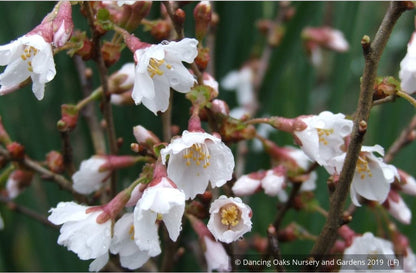 Shrubs ~ Prunus incisa 'Kojou no mai', Dwarf Cherry or Fuji Cherry ~ Dancing Oaks Nursery and Gardens ~ Retail Nursery ~ Mail Order Nursery