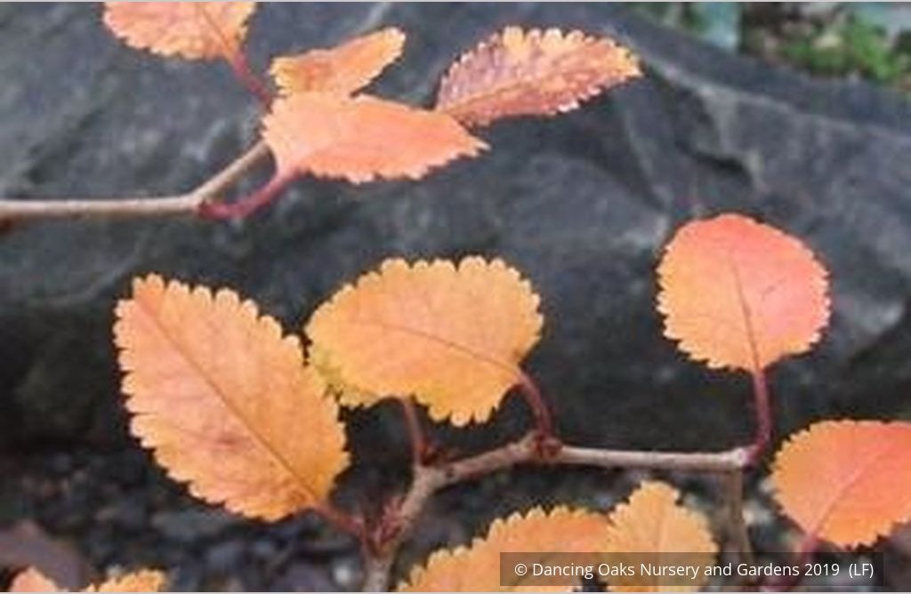 Shrubs ~ Prunus incisa 'Kojou no mai', Dwarf Cherry or Fuji Cherry ~ Dancing Oaks Nursery and Gardens ~ Retail Nursery ~ Mail Order Nursery