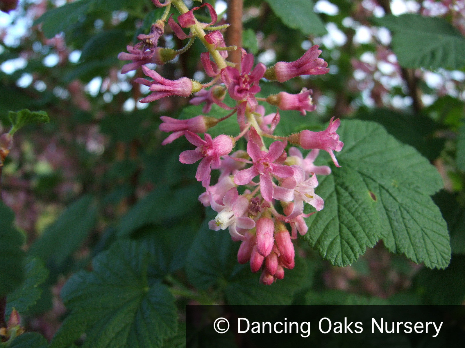 Shrubs ~ Ribes sanguineum var. glutinosum 'Claremont' ~ Dancing Oaks Nursery and Gardens ~ Retail Nursery ~ Mail Order Nursery