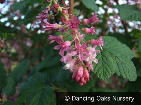 Shrubs ~ Ribes sanguineum 'Claremont', Flowering Currant ~ Dancing Oaks Nursery and Gardens ~ Retail Nursery ~ Mail Order Nursery