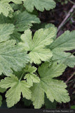 Shrubs ~ Ribes sanguineum, Flowering Currant ~ Dancing Oaks Nursery and Gardens ~ Retail Nursery ~ Mail Order Nursery