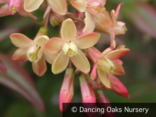 Shrubs ~ Ribes x gordonianum, Flowering Currant ~ Dancing Oaks Nursery and Gardens ~ Retail Nursery ~ Mail Order Nursery