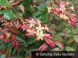 Shrubs ~ Ribes x gordonianum, Flowering Currant ~ Dancing Oaks Nursery and Gardens ~ Retail Nursery ~ Mail Order Nursery