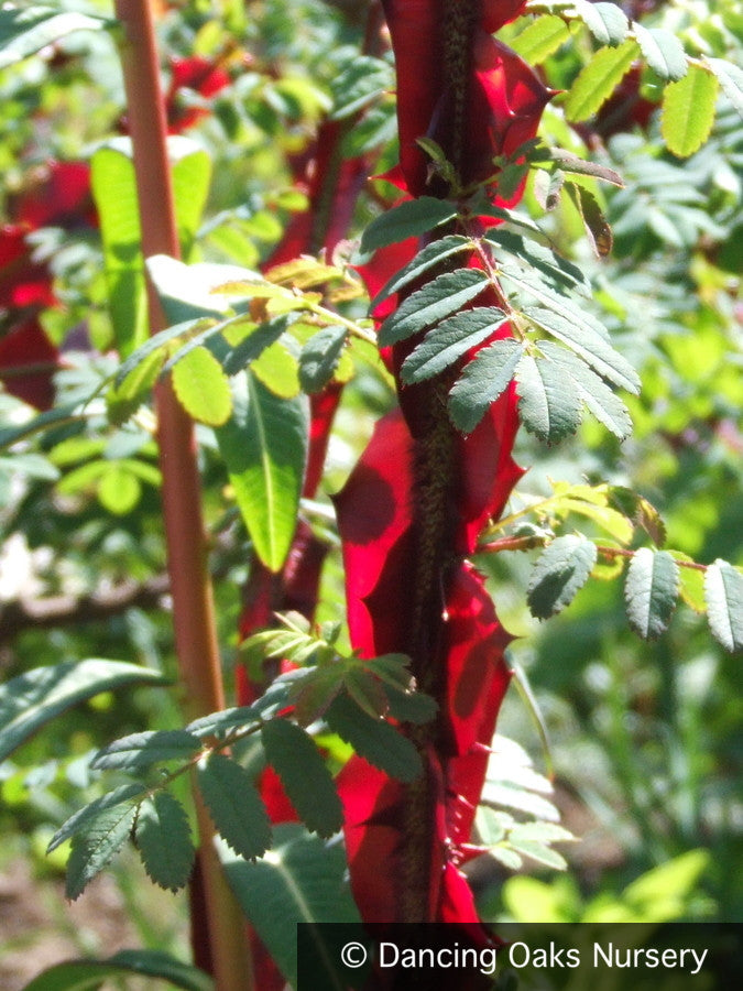 Shrubs ~ Rosa sericea ssp. omeiensis f. pteracantha, Winged Rose, Wingthorn Rose ~ Dancing Oaks Nursery and Gardens ~ Retail Nursery ~ Mail Order Nursery