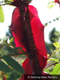 Shrubs ~ Rosa sericea ssp. omeiensis f. pteracantha, Winged Rose, Wingthorn Rose ~ Dancing Oaks Nursery and Gardens ~ Retail Nursery ~ Mail Order Nursery
