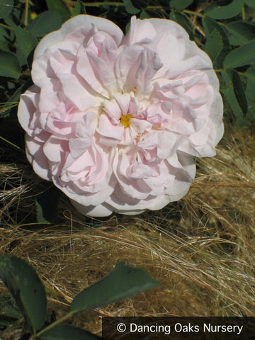 Shrubs ~ Rosa spinosissima 'Stanwell Perpetual', Shrub Rose ~ Dancing Oaks Nursery and Gardens ~ Retail Nursery ~ Mail Order Nursery