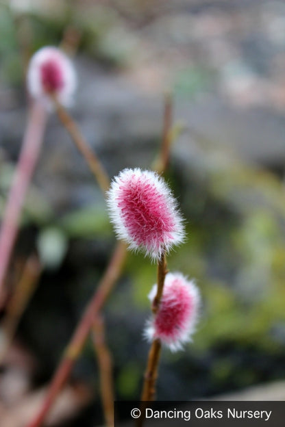 Shrubs ~ Salix chaenomeloides 'Mt. Asama', Red Pussy Willow ~ Dancing Oaks Nursery and Gardens ~ Retail Nursery ~ Mail Order Nursery