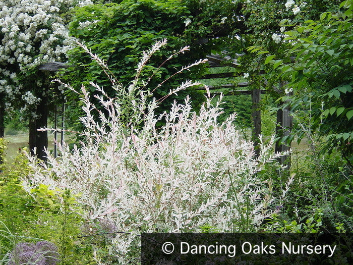Shrubs ~ Salix integra 'Hakuro Nishiki', Dappled Willow ~ Dancing Oaks Nursery and Gardens ~ Retail Nursery ~ Mail Order Nursery