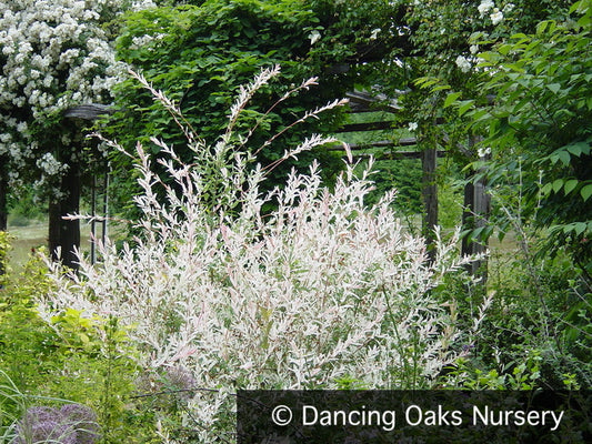 Shrubs ~ Salix integra 'Hakuro Nishiki', Dappled Willow ~ Dancing Oaks Nursery and Gardens ~ Retail Nursery ~ Mail Order Nursery
