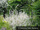 Shrubs ~ Salix integra 'Hakuro Nishiki', Dappled Willow ~ Dancing Oaks Nursery and Gardens ~ Retail Nursery ~ Mail Order Nursery