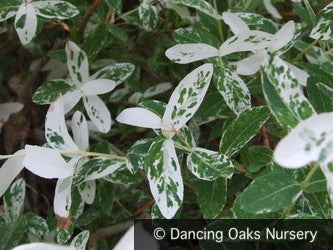 Shrubs ~ Salix integra 'Hakuro Nishiki', Dappled Willow ~ Dancing Oaks Nursery and Gardens ~ Retail Nursery ~ Mail Order Nursery