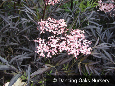 Shrubs ~ Sambucus nigra 'Black Lace', Black Leaf Elderberry ~ Dancing Oaks Nursery and Gardens ~ Retail Nursery ~ Mail Order Nursery