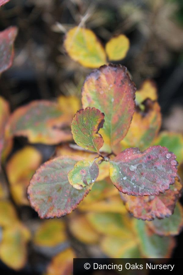 Shrubs ~ Spiraea densiflora (syn. S. splendens), Subalpine Spirea or Rosy Spiraea ~ Dancing Oaks Nursery and Gardens ~ Retail Nursery ~ Mail Order Nursery
