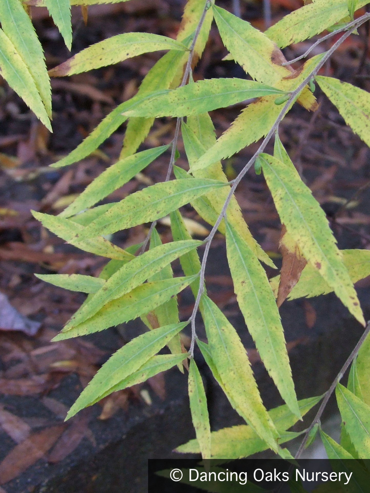 Shrubs ~ Spiraea 'Ogon', Golden Spirea ~ Dancing Oaks Nursery and Gardens ~ Retail Nursery ~ Mail Order Nursery