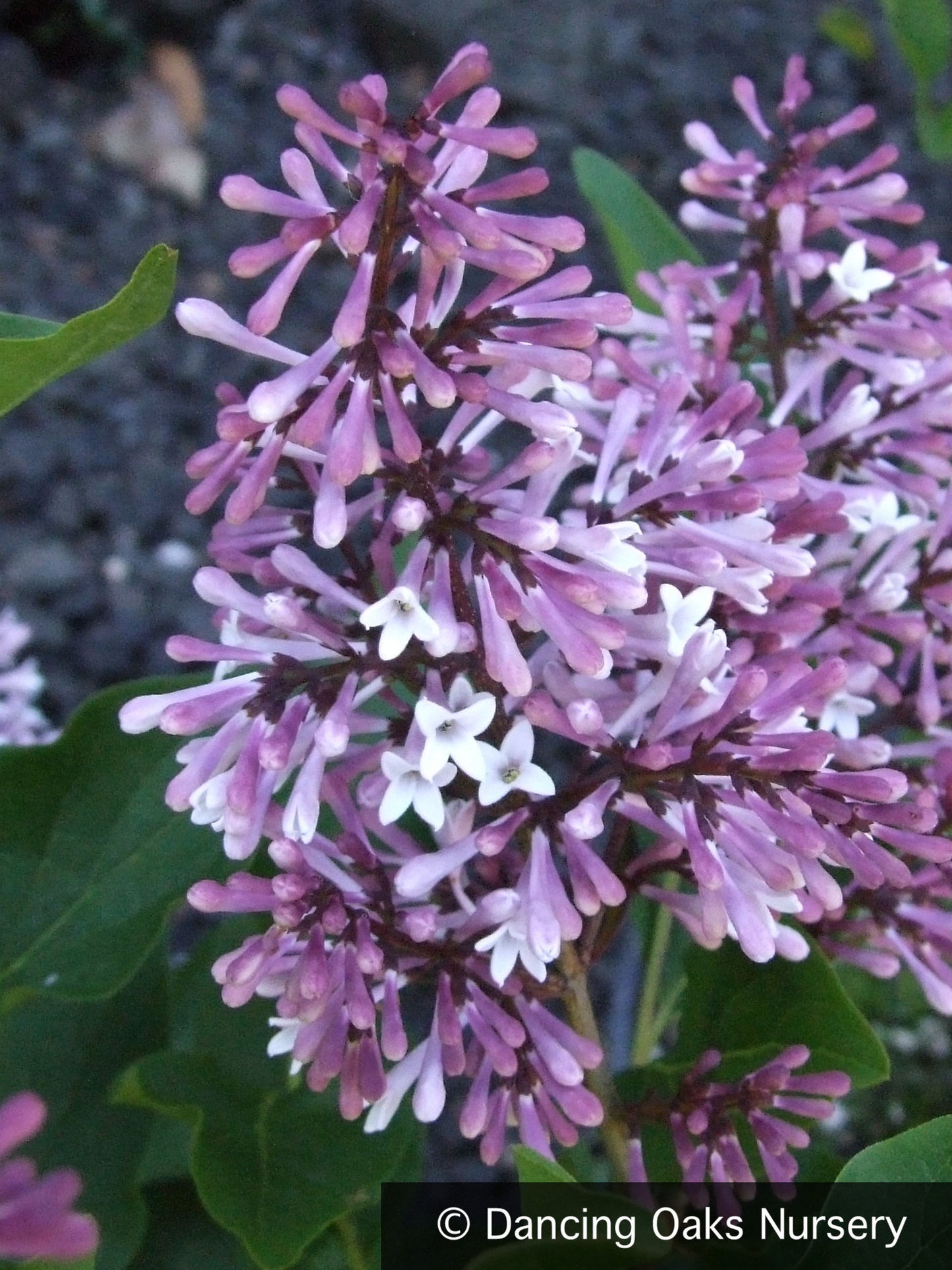 Shrubs ~ Syringa patula 'Miss Kim', Dwarf Lilac ~ Dancing Oaks Nursery and Gardens ~ Retail Nursery ~ Mail Order Nursery