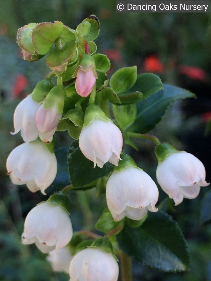 Shrubs ~ Vaccinium ovatum, Evergreen Coast Huckleberry ~ Dancing Oaks Nursery and Gardens ~ Retail Nursery ~ Mail Order Nursery