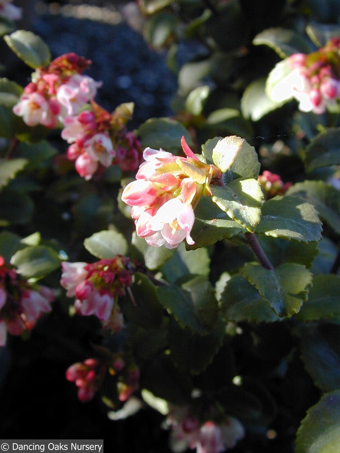 Shrubs ~ Vaccinium ovatum, Evergreen Coast Huckleberry ~ Dancing Oaks Nursery and Gardens ~ Retail Nursery ~ Mail Order Nursery