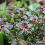 Shrubs ~ Vaccinium ovatum, Evergreen Coast Huckleberry ~ Dancing Oaks Nursery and Gardens ~ Retail Nursery ~ Mail Order Nursery