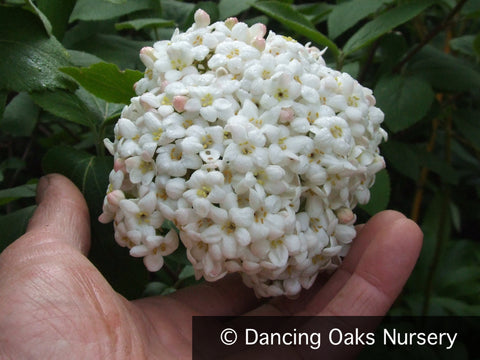 Shrubs ~ Viburnum carlecephalum, Fragrant Snowball ~ Dancing Oaks Nursery and Gardens ~ Retail Nursery ~ Mail Order Nursery