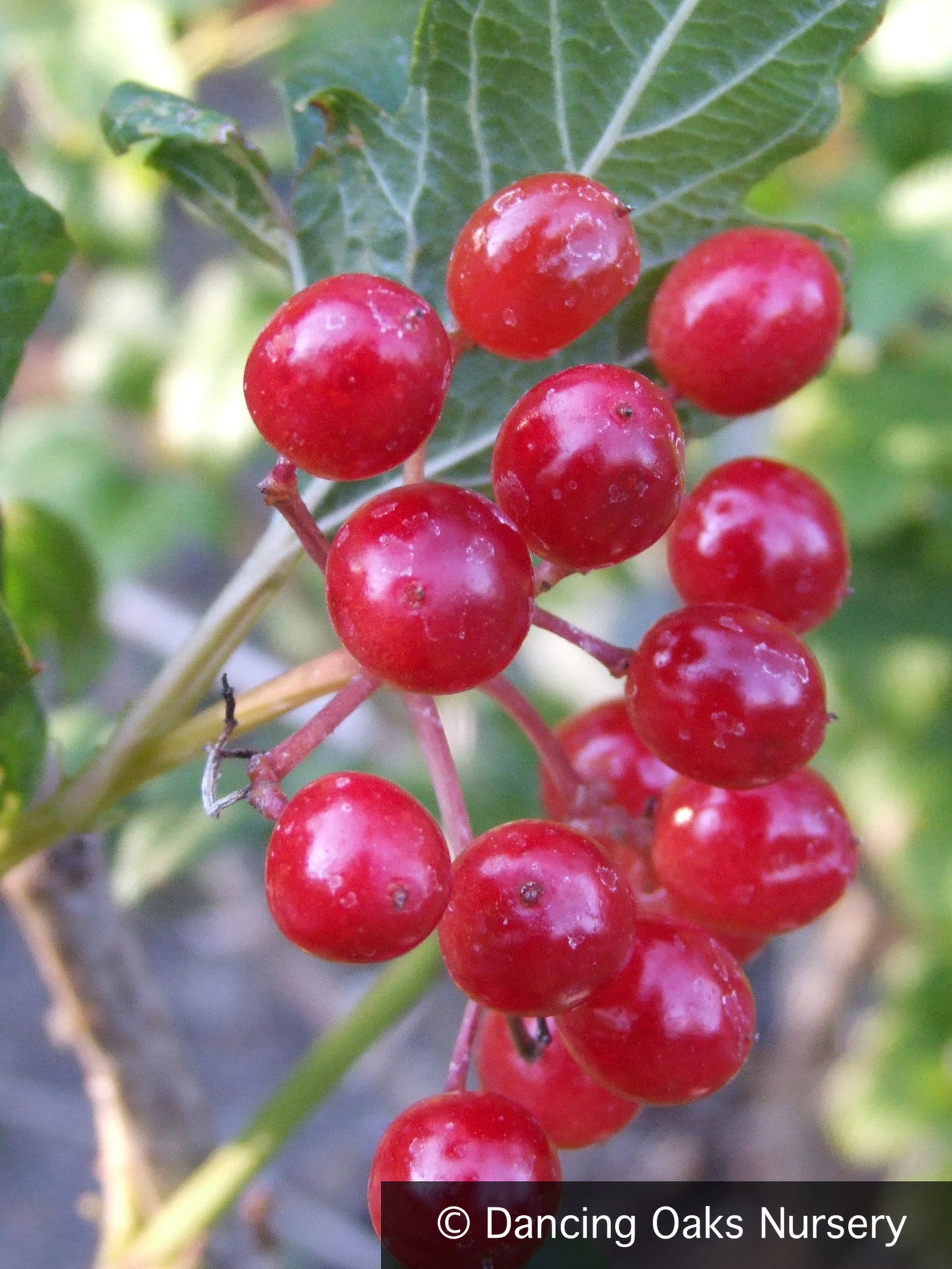 Shrubs ~ Viburnum opulus 'Compactum', Dwarf Snowball ~ Dancing Oaks Nursery and Gardens ~ Retail Nursery ~ Mail Order Nursery