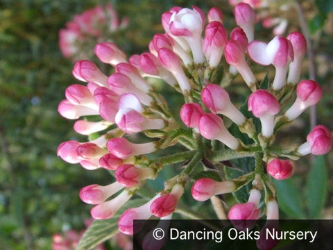 Shrubs ~ Viburnum x burkwoodii 'Mohawk' ~ Dancing Oaks Nursery and Gardens ~ Retail Nursery ~ Mail Order Nursery