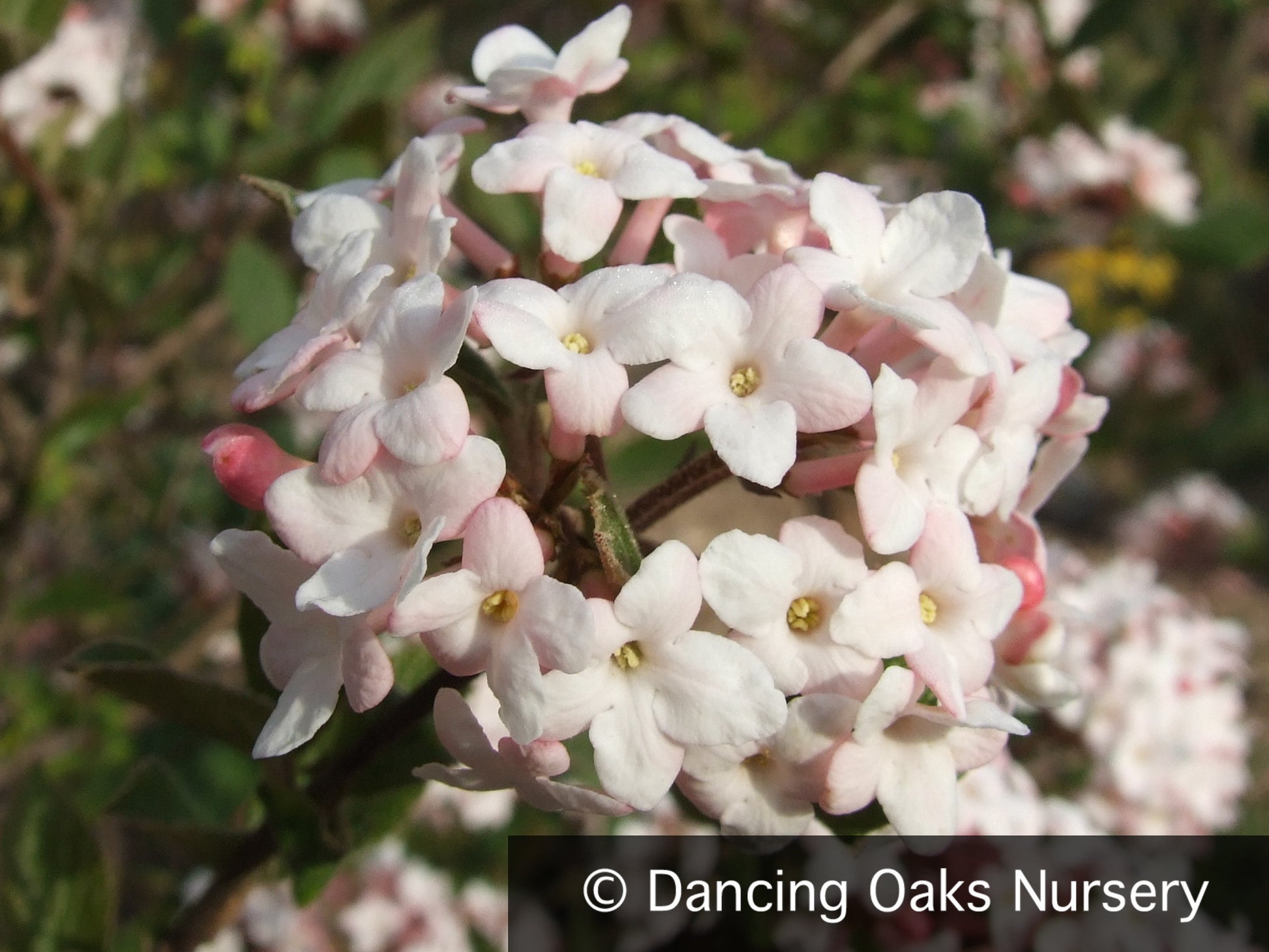 Shrubs ~ Viburnum x juddii, Judd Viburnum ~ Dancing Oaks Nursery and Gardens ~ Retail Nursery ~ Mail Order Nursery