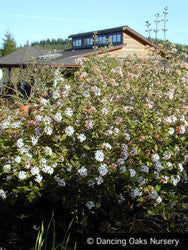 Shrubs ~ Viburnum x juddii, Judd Viburnum ~ Dancing Oaks Nursery and Gardens ~ Retail Nursery ~ Mail Order Nursery