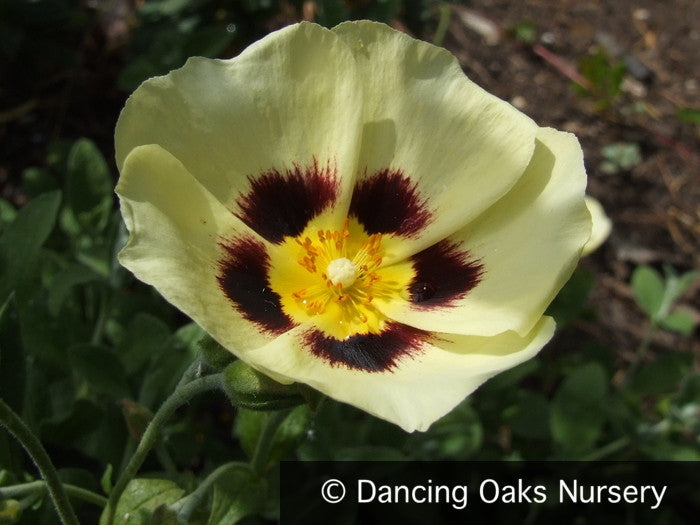 x Halimiocistus wintonensis 'Merrist Wood Cream', Rock Rose