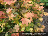 Trees ~ Acer circinatum 'Del's Dwarf', Dwarf Vine Maple ~ Dancing Oaks Nursery and Gardens ~ Retail Nursery ~ Mail Order Nursery