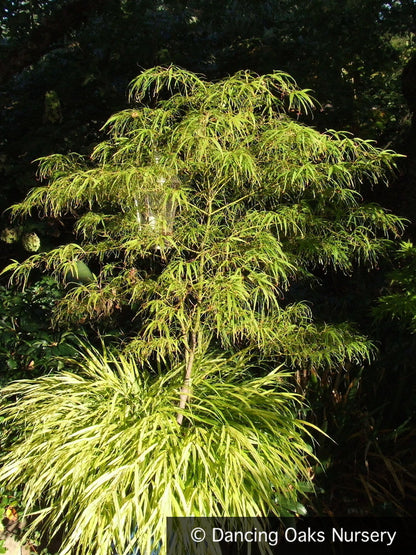 Trees ~ Acer palmatum 'Koto No Ito', Japanese Maple ~ Dancing Oaks Nursery and Gardens ~ Retail Nursery ~ Mail Order Nursery