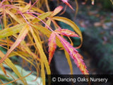 Trees ~ Acer palmatum 'Koto No Ito', Japanese Maple ~ Dancing Oaks Nursery and Gardens ~ Retail Nursery ~ Mail Order Nursery