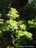 Trees ~ Acer palmatum 'Mikawa Yatsubusa', Japanese Maple ~ Dancing Oaks Nursery and Gardens ~ Retail Nursery ~ Mail Order Nursery