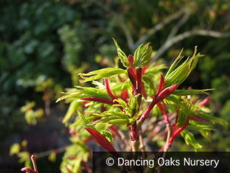Trees ~ Acer palmatum 'Mikawa Yatsubusa', Japanese Maple ~ Dancing Oaks Nursery and Gardens ~ Retail Nursery ~ Mail Order Nursery