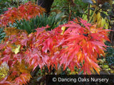 Trees ~ Acer palmatum 'Mikawa Yatsubusa', Japanese Maple ~ Dancing Oaks Nursery and Gardens ~ Retail Nursery ~ Mail Order Nursery