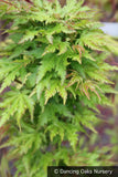 Trees ~ Acer palmatum 'Shishigashira', Lion's Mane Maple ~ Dancing Oaks Nursery and Gardens ~ Retail Nursery ~ Mail Order Nursery