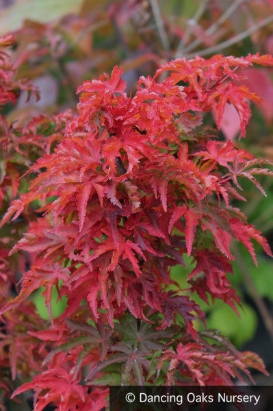 Trees ~ Acer palmatum 'Shishigashira', Lion's Mane Maple ~ Dancing Oaks Nursery and Gardens ~ Retail Nursery ~ Mail Order Nursery