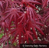 Trees ~ Acer palmatum 'Trompenburg', Japanese Maple ~ Dancing Oaks Nursery and Gardens ~ Retail Nursery ~ Mail Order Nursery
