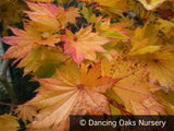 Trees ~ Acer shirasawanum 'Autumn Moon', Autumn Moon Full Moon Maple ~ Dancing Oaks Nursery and Gardens ~ Retail Nursery ~ Mail Order Nursery