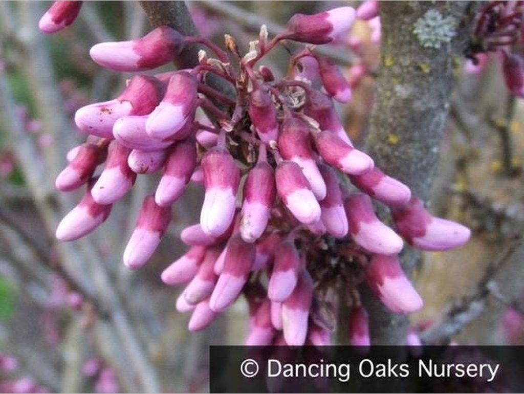 Trees ~ Cercis occidentalis, Western Redbud ~ Dancing Oaks Nursery and Gardens ~ Retail Nursery ~ Mail Order Nursery