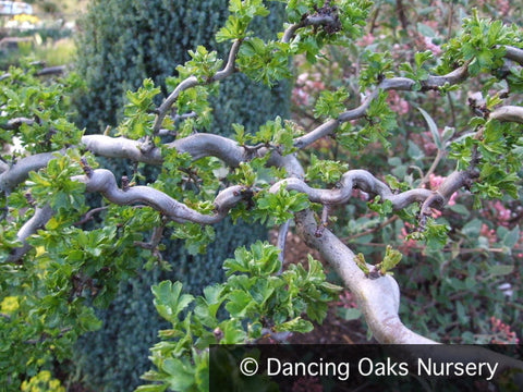 Trees ~ Crataegus monogyna 'Snakethorn', Contorted Hawthorn ~ Dancing Oaks Nursery and Gardens ~ Retail Nursery ~ Mail Order Nursery