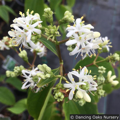 Trees ~ Heptacodium miconioides, Seven-son flower ~ Dancing Oaks Nursery and Gardens ~ Retail Nursery ~ Mail Order Nursery